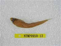 藏品(鬚棘吻魚)的圖片